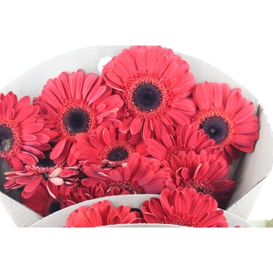 GERBERA FORZA >10 CM DIAM <050 CM VERMELHO