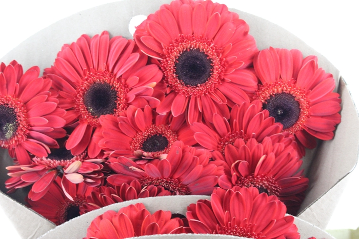 <h4>GERBERA FORZA >10 CM DIAM <050 CM VERMELHO</h4>
