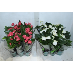ANTHURIUM VARIADO P09