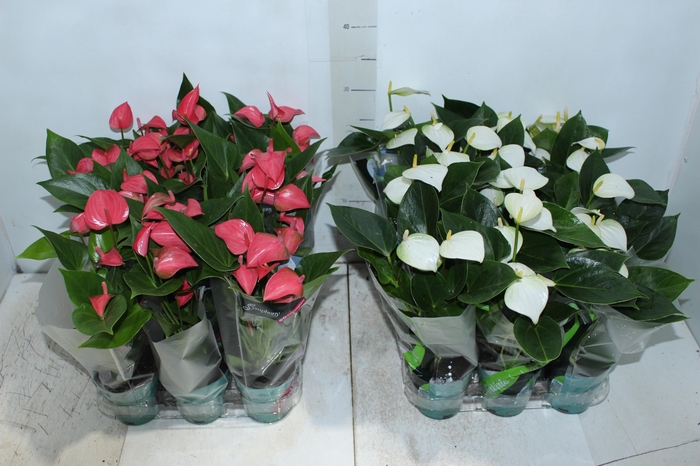 <h4>ANTHURIUM VARIADO P09</h4>