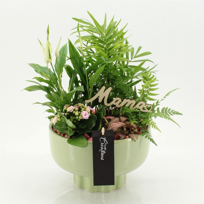 <h4>Arr.   Kamerplant Bloei H%</h4>