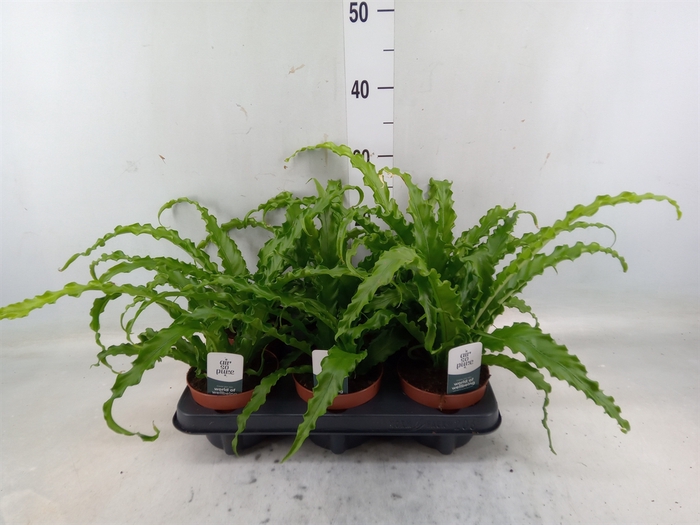 <h4>Asplenium antiquum 'Osaka'</h4>