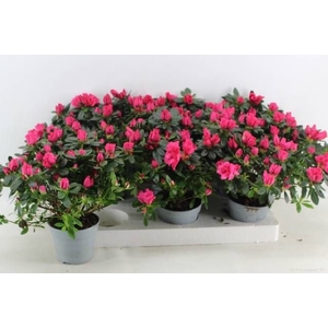 RHODO SI TAMIRA