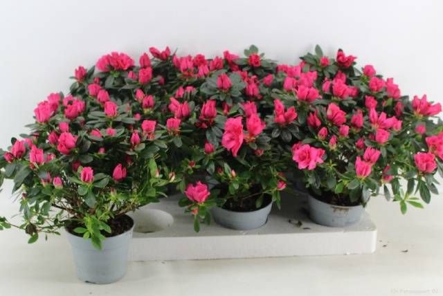<h4>RHODO SI TAMIRA</h4>