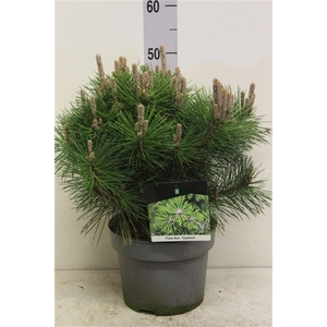 Pinus thunbergii 'Sayonara' P23 potgekweekt