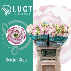 Lisianthus Croma Bridal Kiss 996