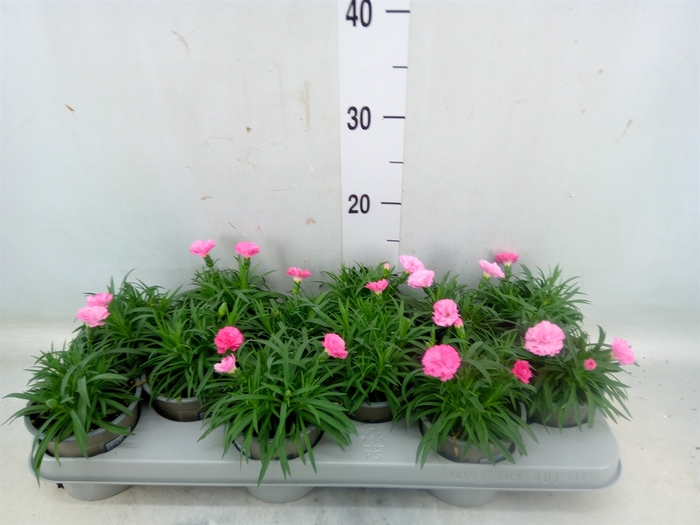 <h4>Dianthus  'I Love U'</h4>