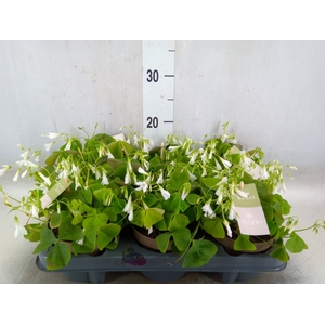 Oxalis trian. ssp papilion.