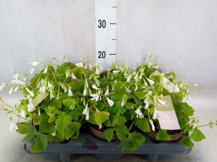 <h4>Oxalis trian. ssp papilion.</h4>