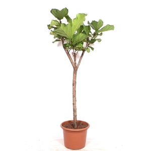 Ficus Lyrata stam