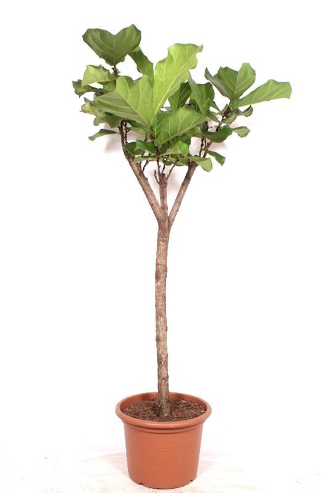 <h4>Ficus Lyrata stam</h4>