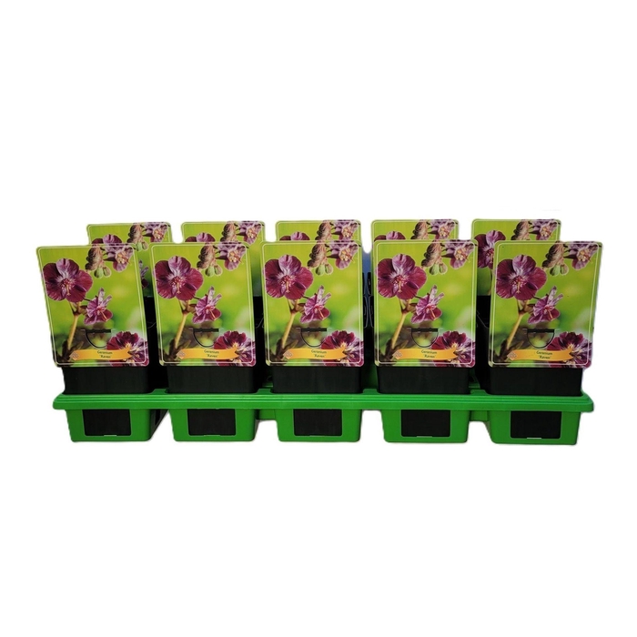 Geranium