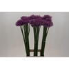 Allium Gladiator