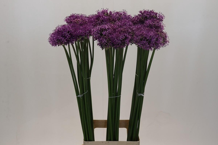 <h4>Allium Gladiator</h4>
