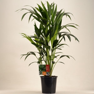 KENTIA - P19 H90 - 6PP (Howea forsteriana)