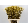 Salix Caprea Snow Flake P. Yellow