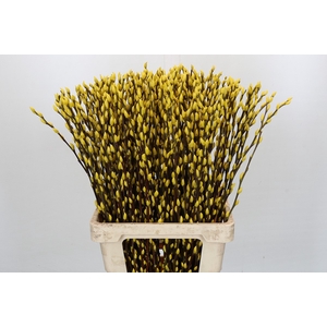 Salix Caprea Snow Flake P. Yellow