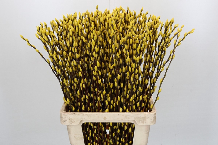 Salix Caprea Snow Flake P. Yellow