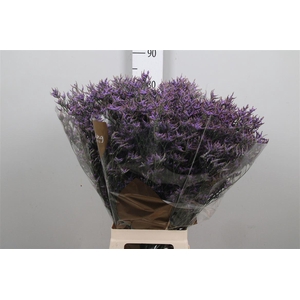 Limonium Safora Dark Blue | Heavy Quality