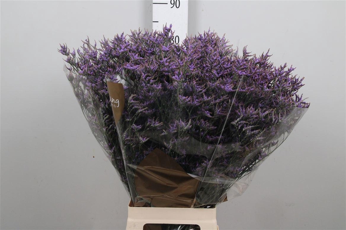 <h4>Limonium Safora Dark Blue | Heavy Quality</h4>