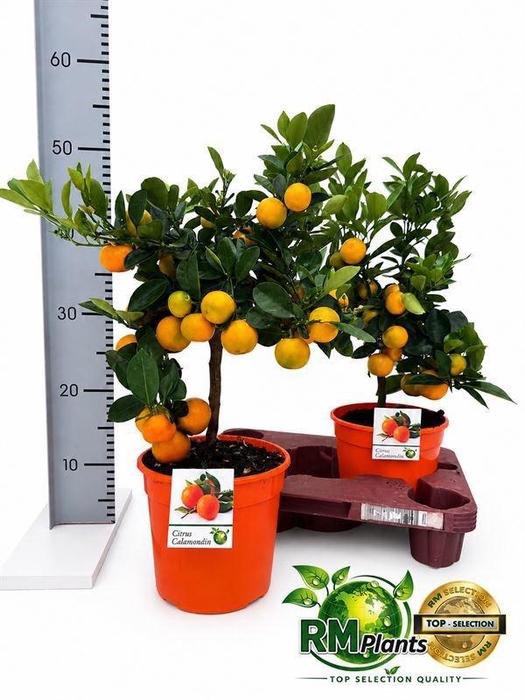 <h4>CITR MICROCARPA</h4>
