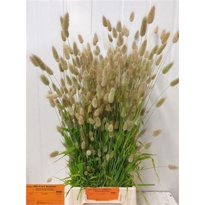 Lagurus Ovatus P Bos