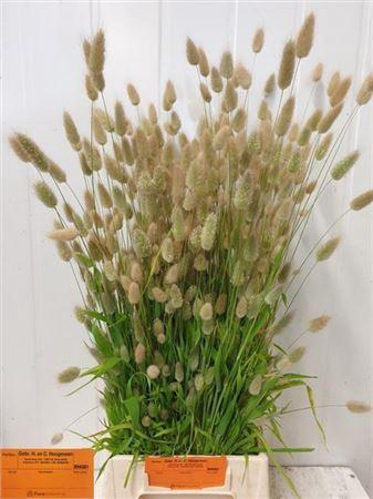 Lagurus Ovatus P Bos