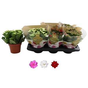 Kalanchoe Rosalina mix 3 colors 15Ø 27cm