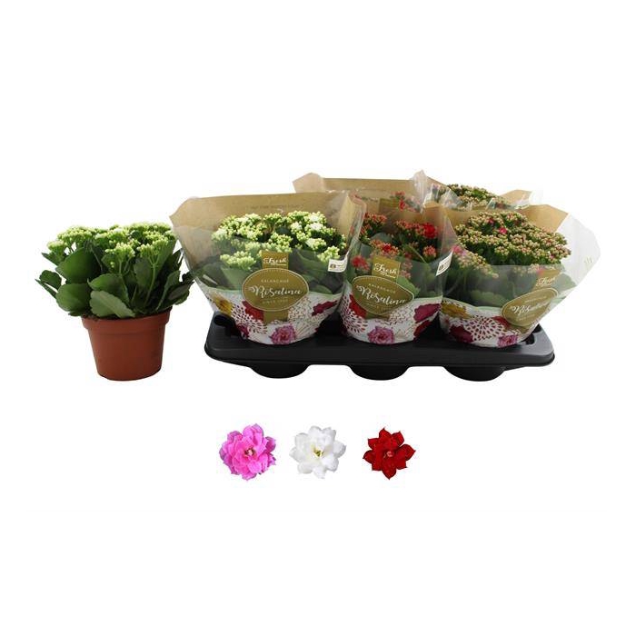 <h4>Kalanchoe Rosalina mix 3 colors 15Ø 27cm</h4>
