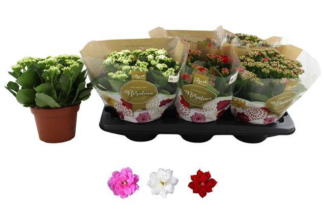 Kalanchoe Rosalina mix 3 colors 15Ø 27cm
