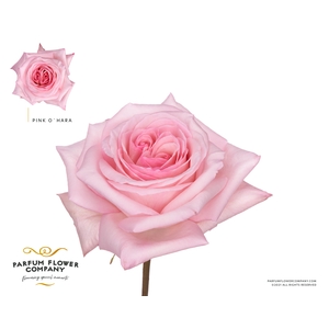 Rosa Parfum Pink O hara