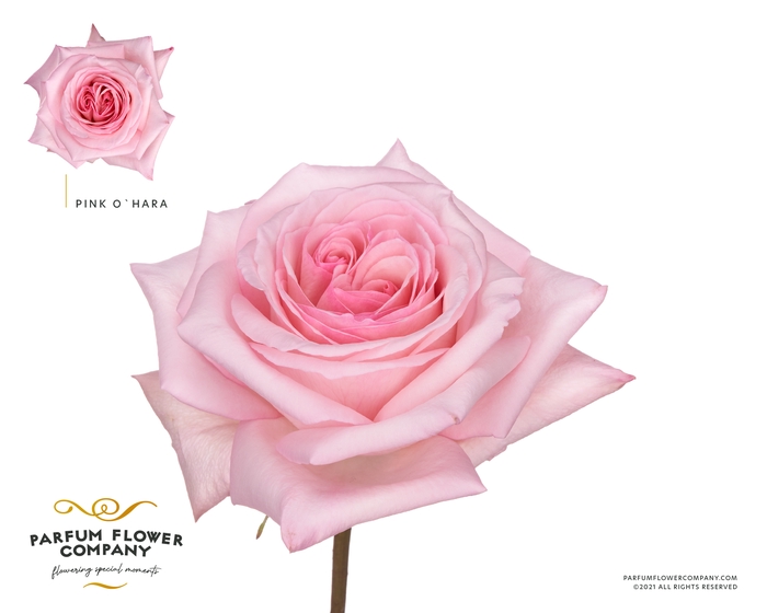 Rosa Parfum Pink O hara