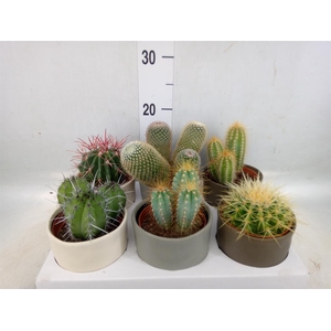 Cactus   ...