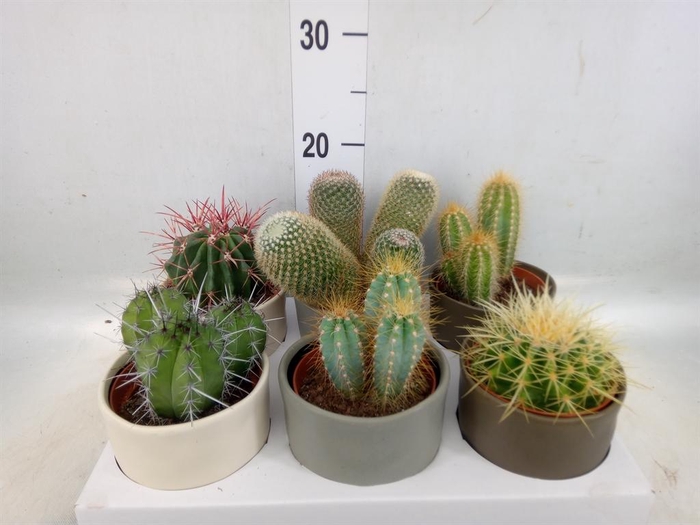 <h4>Cactus   ...</h4>