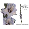 GLAD GR  VIOLET