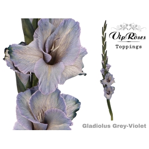 GLAD GR GREY VIOLET