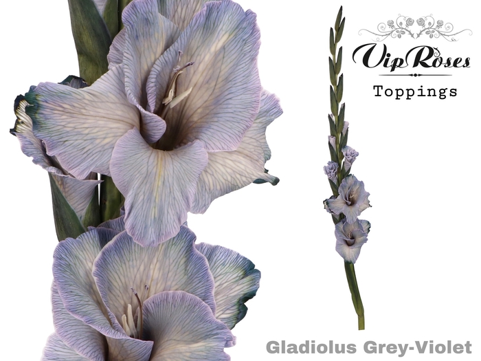 <h4>GLAD GR GREY VIOLET</h4>