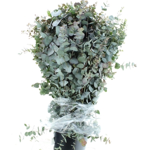 Euca Cinerea Long 400grams