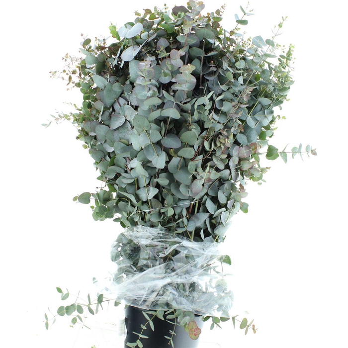 <h4>Euca Cinerea Long 400grams</h4>