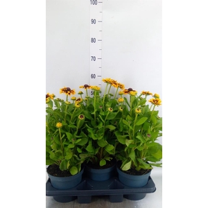 Rudbeckia   ...