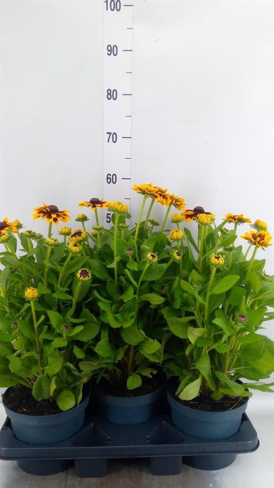 <h4>Rudbeckia   ...</h4>