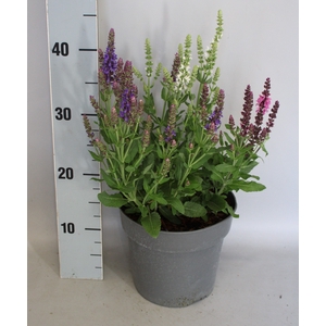 vaste planten 19 cm  Salvia nem. Apex Trio