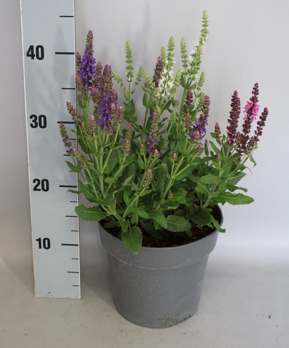 <h4>vaste planten 19 cm  Salvia nem. Apex Trio</h4>