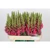 Antirrhinum Opus Pink