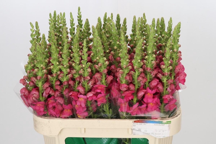 <h4>Antirrhinum Opus Pink</h4>