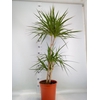 Dracaena marg.