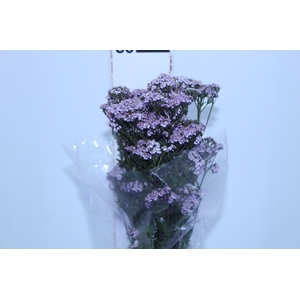 ACHILLEA 070 CM