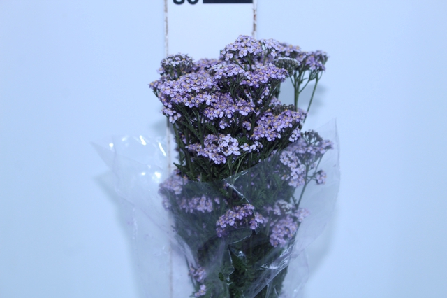 <h4>ACHILLEA 070 CM</h4>