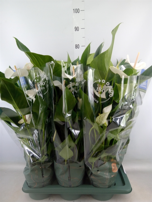 <h4>Anthurium  'Karma White'</h4>