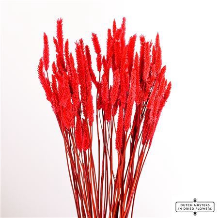 <h4>Dried Celosia Cerise Bunch Slv</h4>